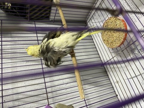 9 aylık erkek pied sultan papağanı