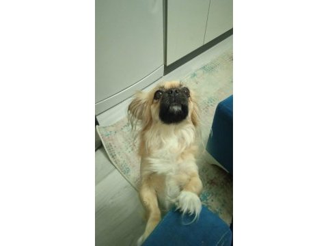 Dişi köpeğimiz 3.5 yaşında kızımız