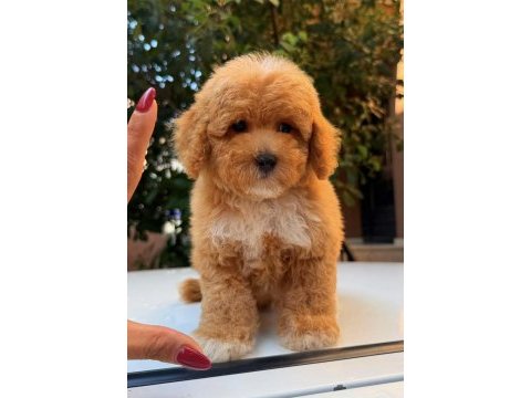 Maltipoo teddy surat party colour