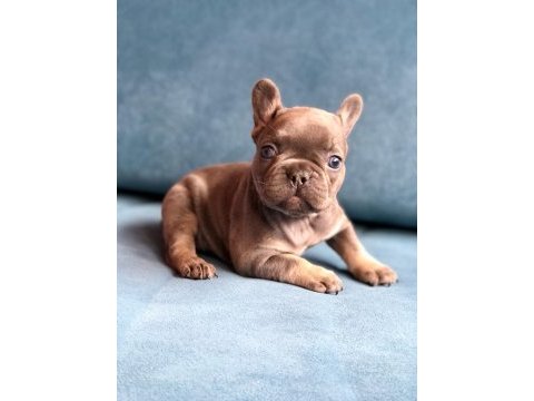 Blue french bulldog yavrularımız