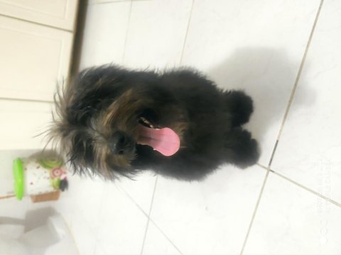 5 aylık çipli parazit ve karma aşıları tam morkie