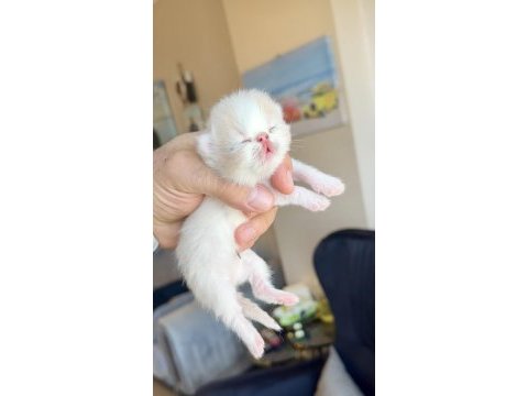 Safkan şecereli şampiyon exotic shorthair yavrularım