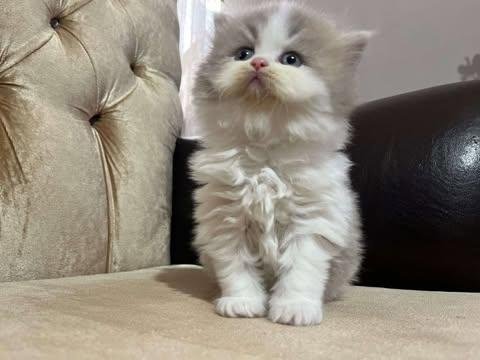 British longhair kedileri