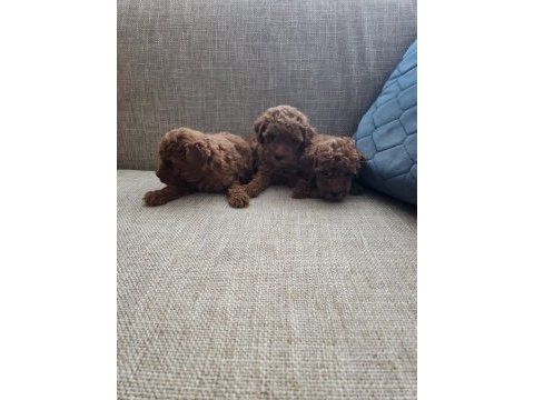 2 erkek 3 dişi poodle