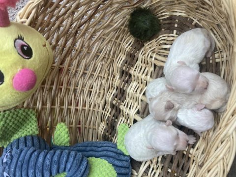 Maltipoo