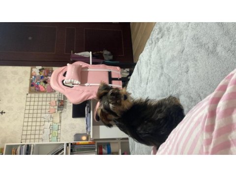 Yorkshire terrier milamız
