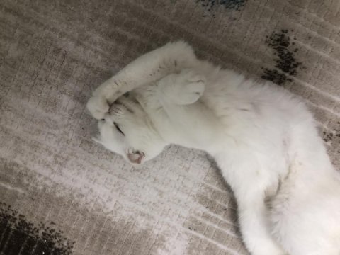 2,5 yaşlarında ankara kedisi açıklamayı okuyunuz