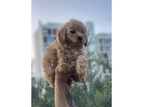 Efsane poodle yavrularım