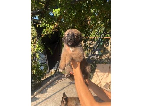 Kafkas çoban köpeği 50 günlük
