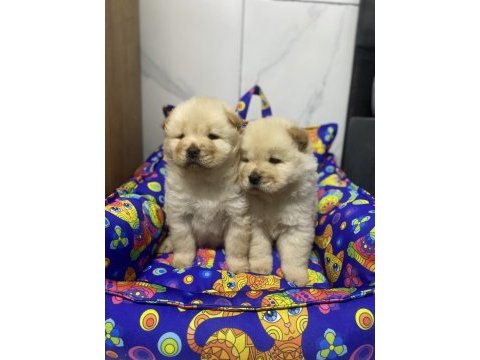 Her renk chow chow bebekler