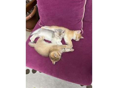 Minik british shorthair yavrularım sahiplendirilecektir