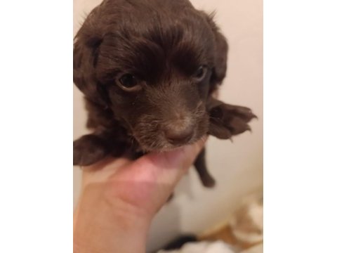 Terrier yavrularımıza acil yuva aranıyor