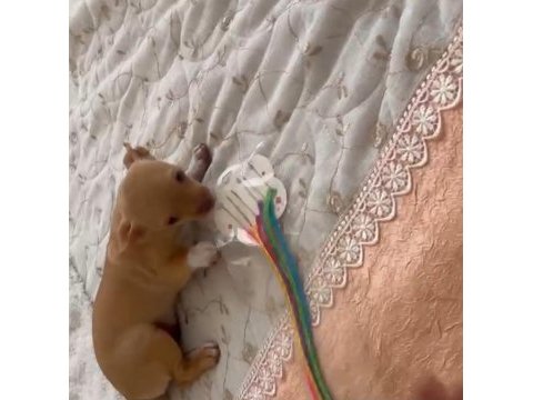 Son 3 chihuahua yavrum