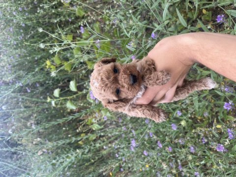Toy poodle yavrularımız için ulaşın