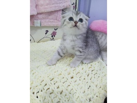 Safkan dik ve düşük kulak yavru kediler catteryden