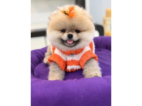 Sağlık ve ırk garantili pomeranian boo