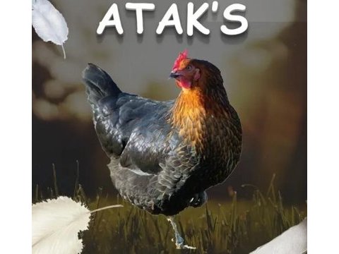 Atak-s cinsi tavuk