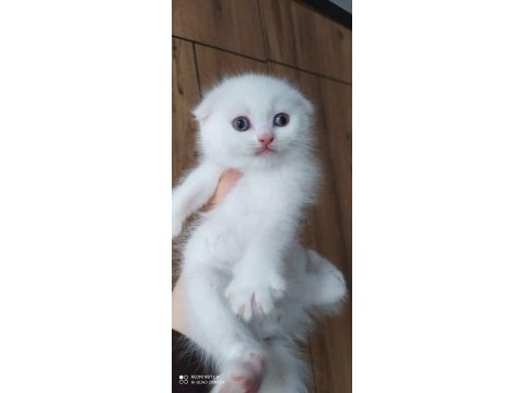 Scottish fold sağlıklı
