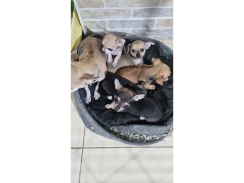 Yavru chihuahua köpeklerinin sahiplendirmek