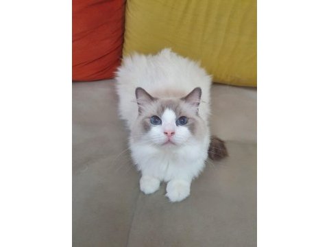 Full şecereli seal ve blue bıcolor ragdoll yavruları