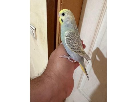 31 günlük çekoslovak bebek muhabbet kuşu