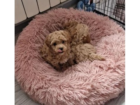 Sizi kendine aşık edecek bir maltipoo arkadaş arıyorsunuz