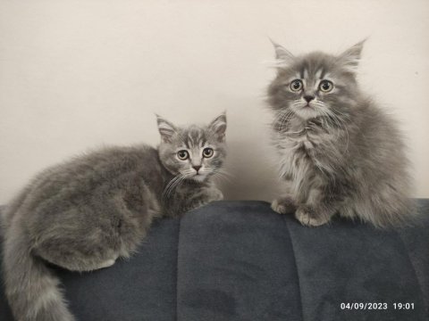 2.5 aylık scottish straıght kedi sahiplendirilecek