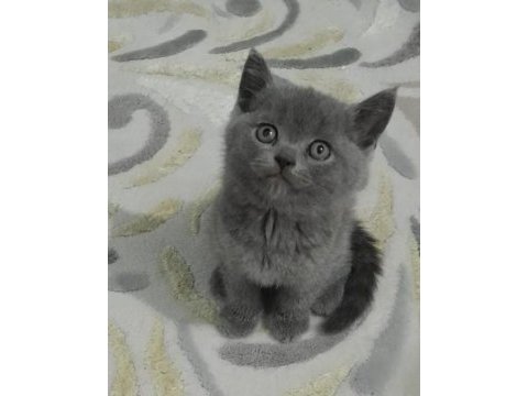Yeni yuvasına hazır yavru kedimiz