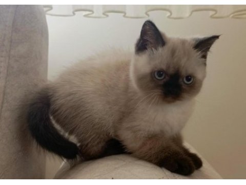 British shorthair bluepoint 3 aylık yavrular