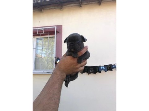 French buldog bebeklerimi yeni yuvalarını arıyor