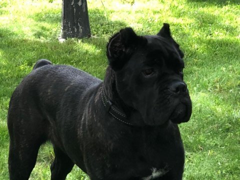 Cane corso brindle