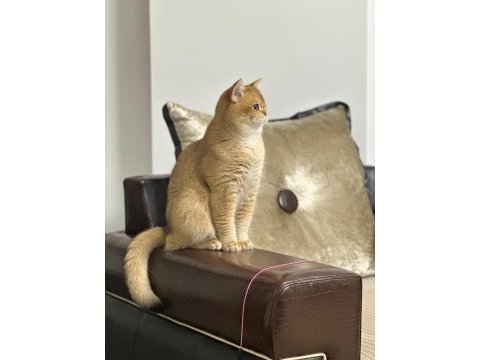British shorthair ny12