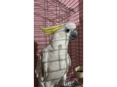 Dev kakadu papağanı
