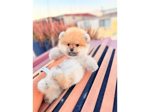 İzmirin pomeranian boo köpeği