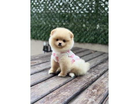 Orjinal pomeranian