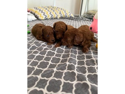 Poodle tea cup dark brown yavrular