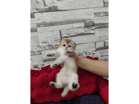 Golden scottish fold bebeklerim
