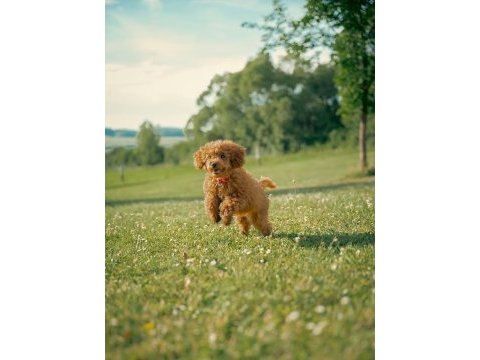 Ücretsiz sahiplendirme toy poodle yavruları