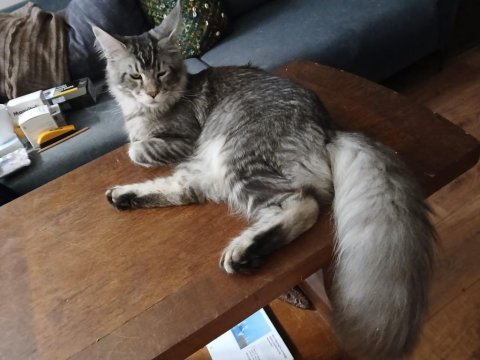 Üst kaliteli erkek silver renk uygun maine coon