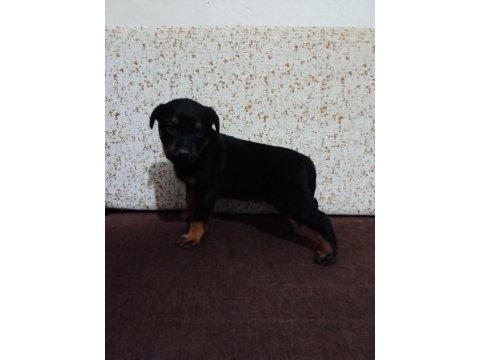 Yavru rottweiler 2 aylık erkek