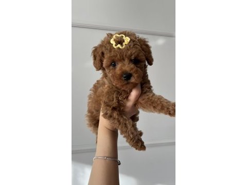 Irk kilo ve sağlık garantili poodle yavrular