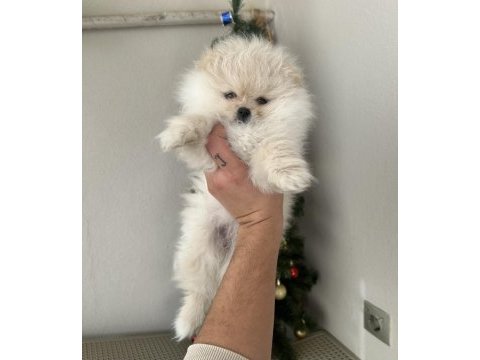 Pomeranian yavrum