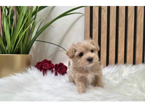 Maltipoo aşılı pasaportlu yavrularımız 