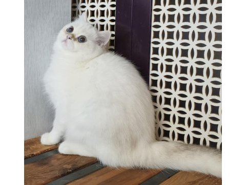 British shorthair ny 12 33 erkek