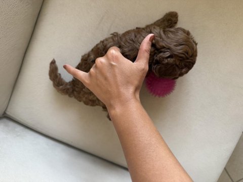 En küçük boy, gerçek red brown renginde poodle