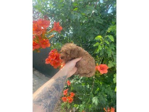 2 aylık toy poodle yavruları