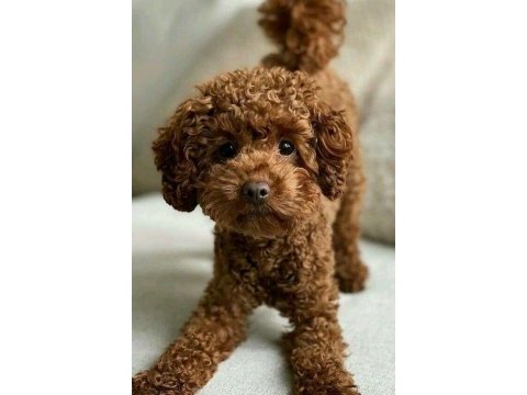 Toy poodle