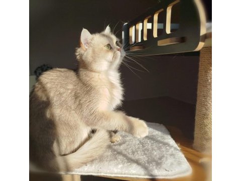 British shorthair şecereli dişi kedimiz