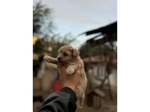 A kalite sıfır numara maltipoo yavrumuz