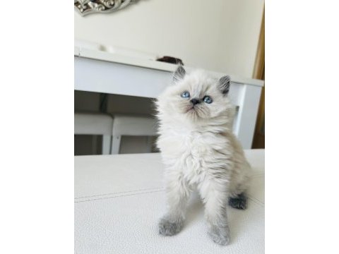 British longhair kedimiz